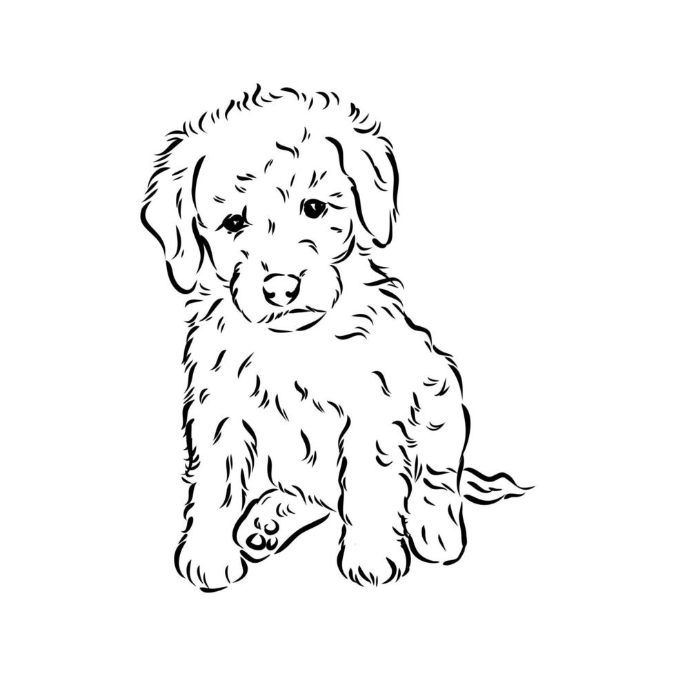 australian poodle vector sketch