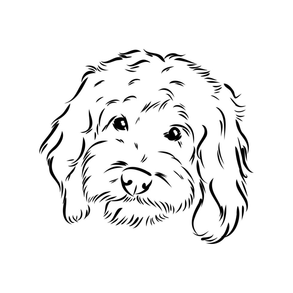 australian poodle vector sketch