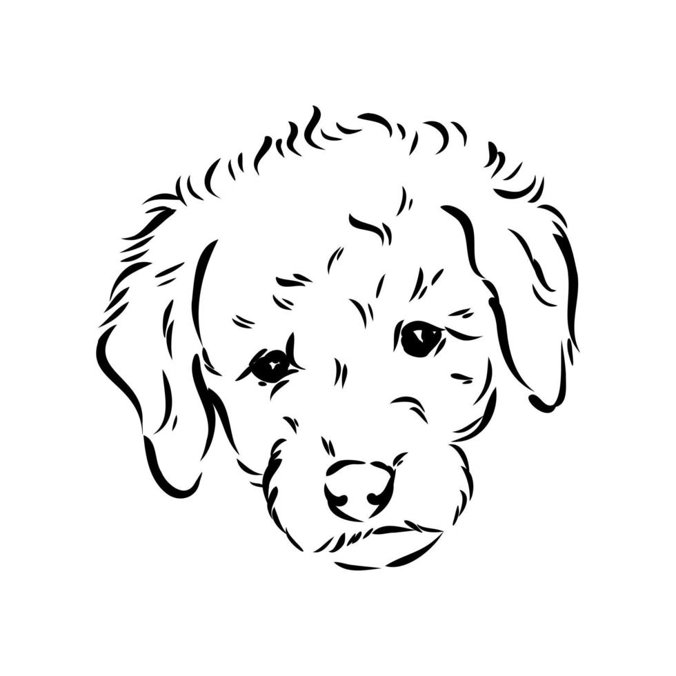 australian poodle vector sketch