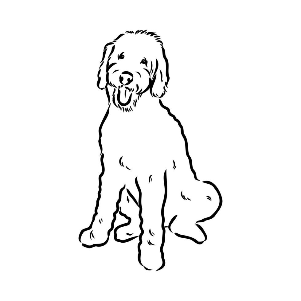 australian poodle vector sketch