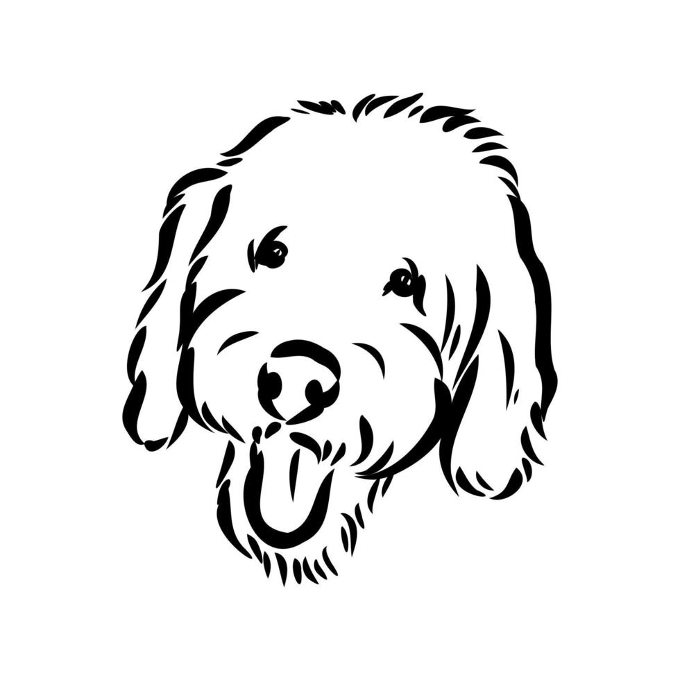 australian poodle vector sketch