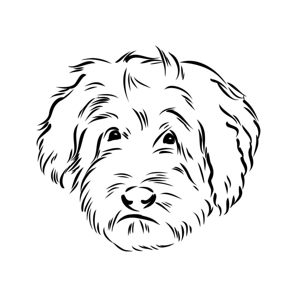 australian poodle vector sketch
