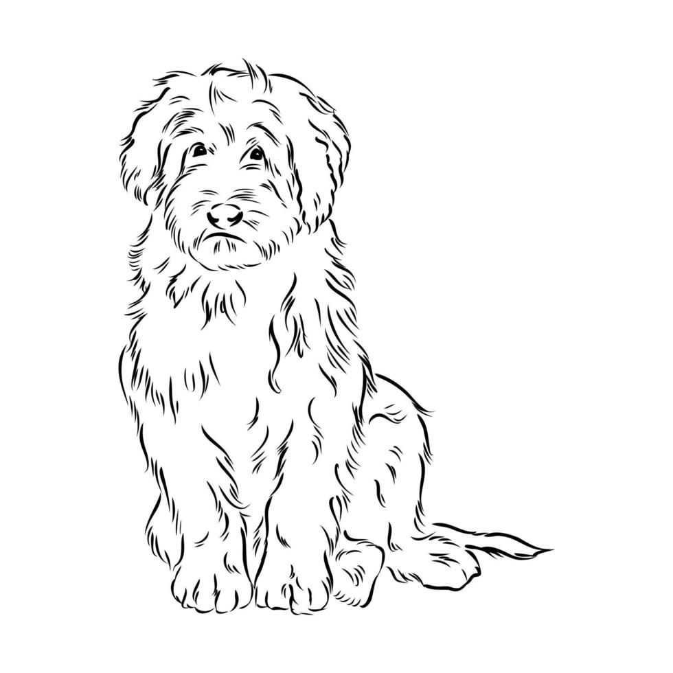 australian poodle vector sketch