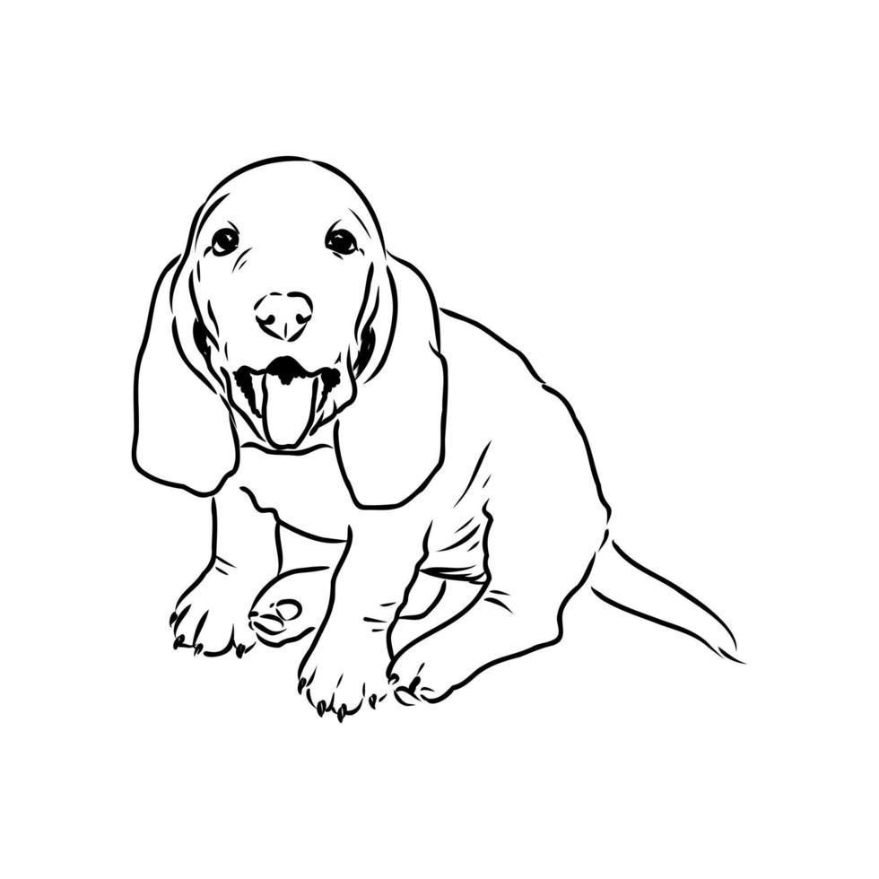 basset hound vector sketch