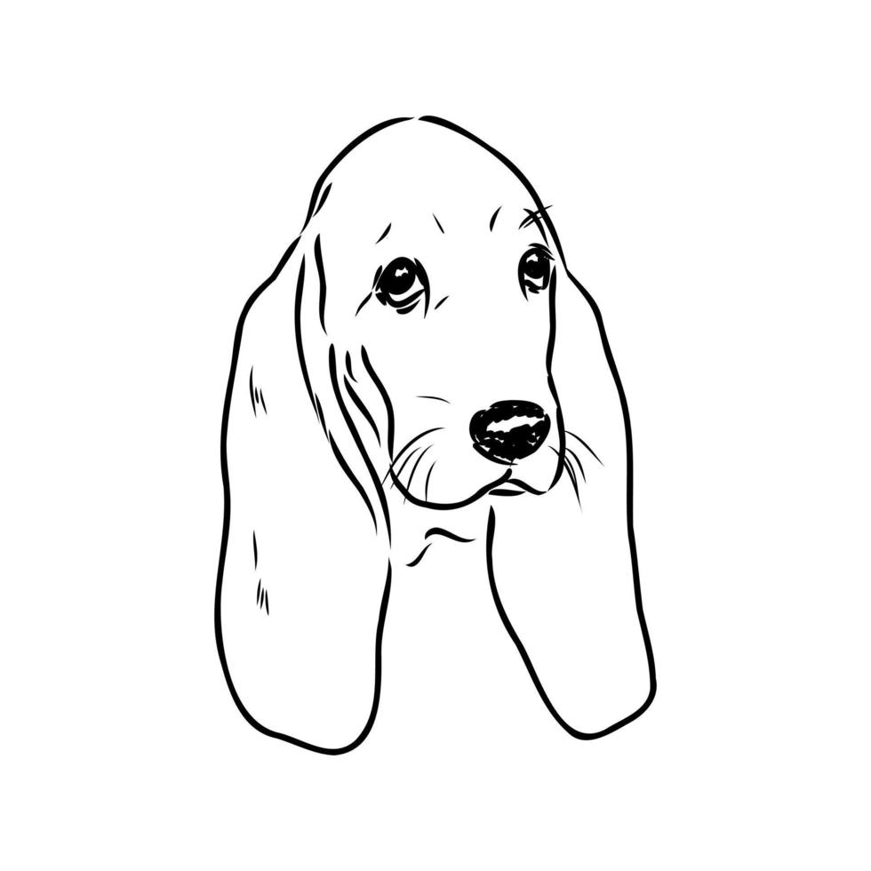 basset hound vector sketch