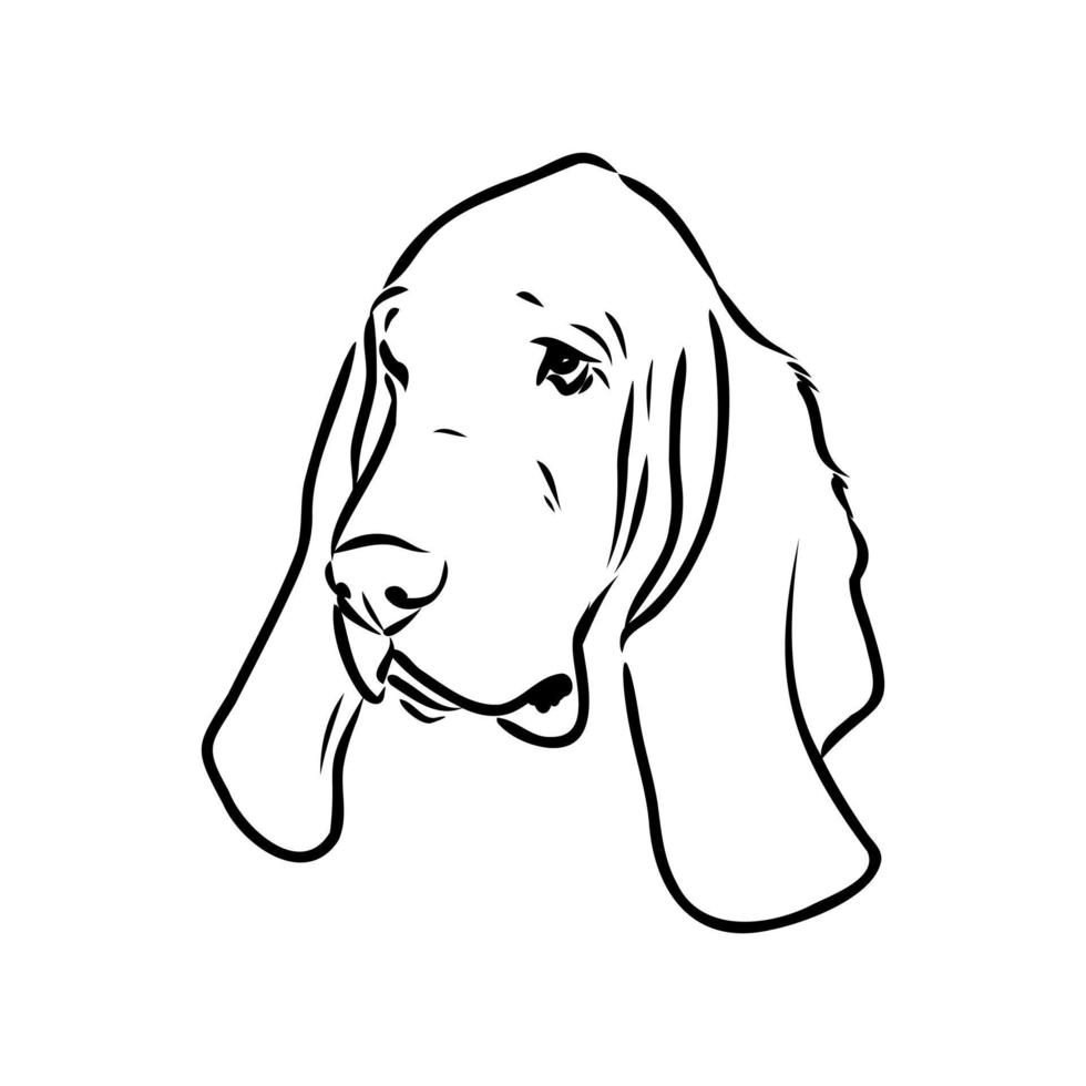 basset hound vector sketch