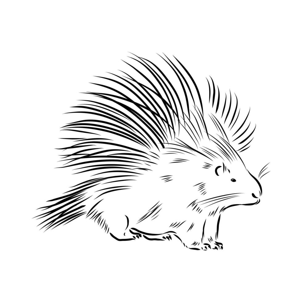 porcupine vector sketch