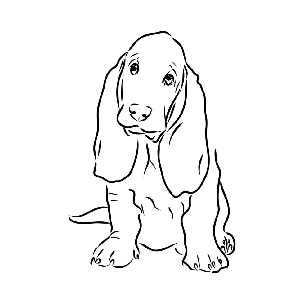 basset hound vector sketch