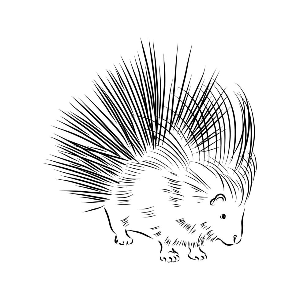 porcupine vector sketch