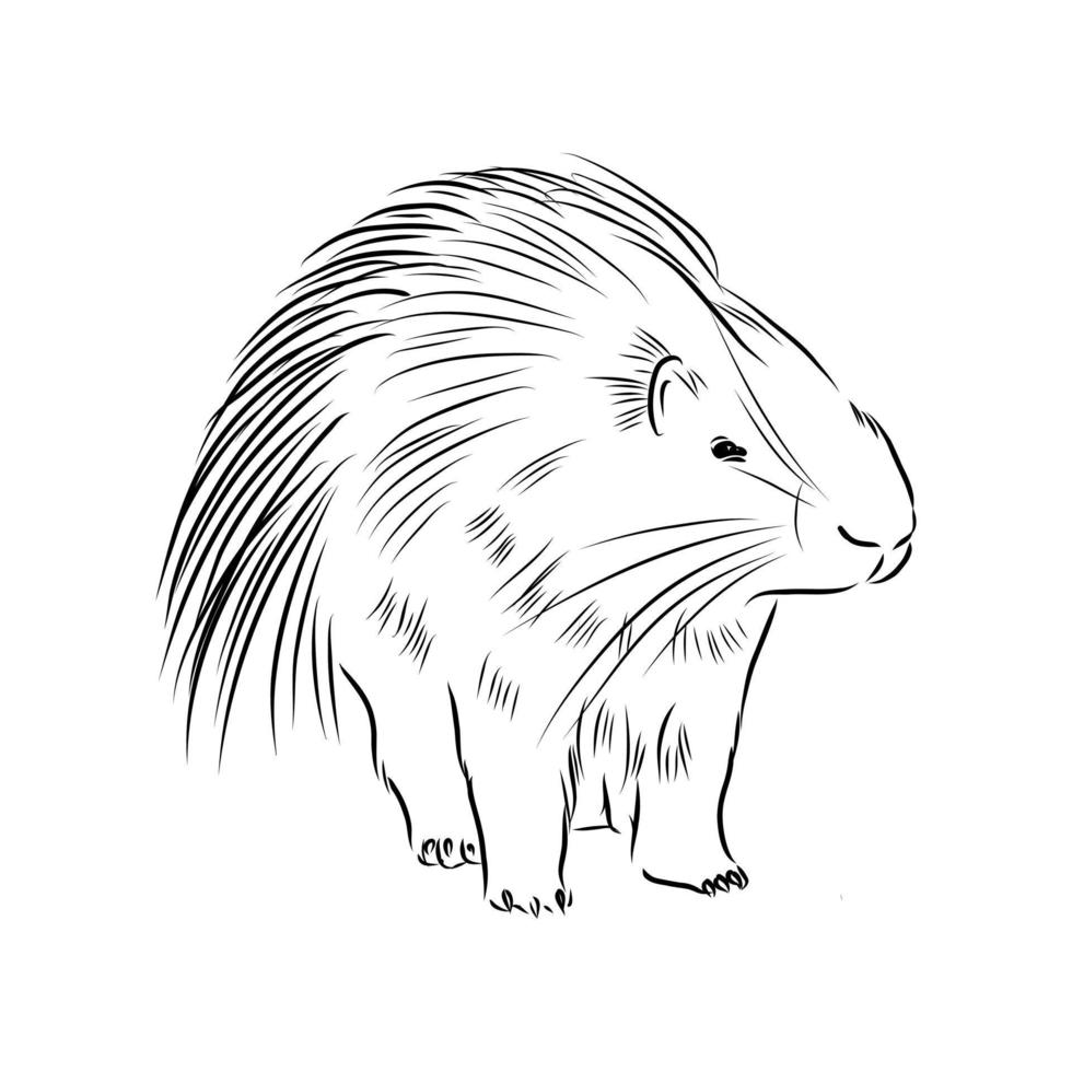 porcupine vector sketch