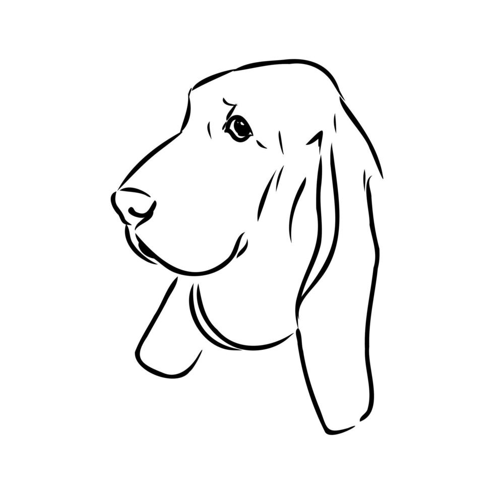 basset hound vector sketch