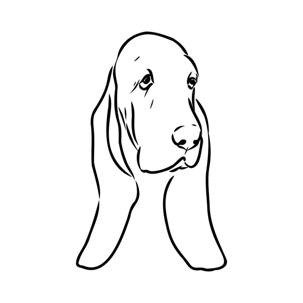 dibujo vectorial de basset hound vector