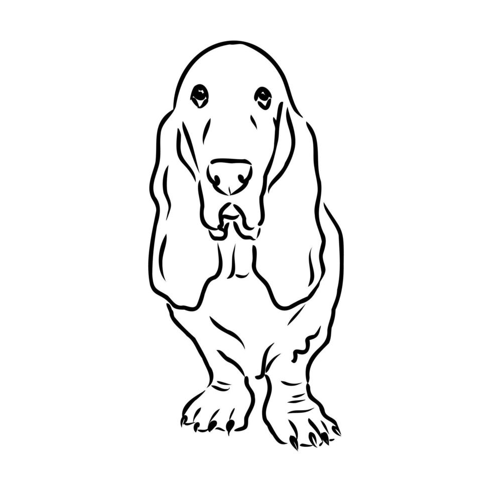 dibujo vectorial de basset hound vector