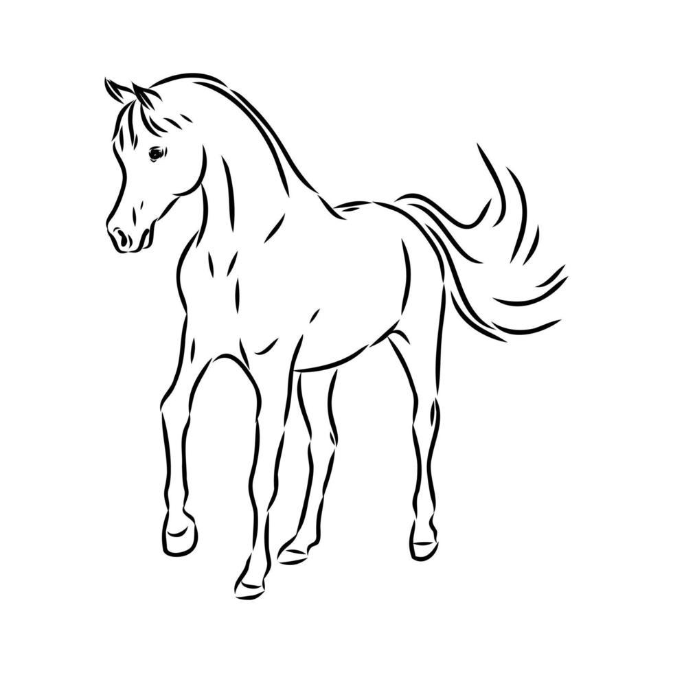 arab horse vector sketch