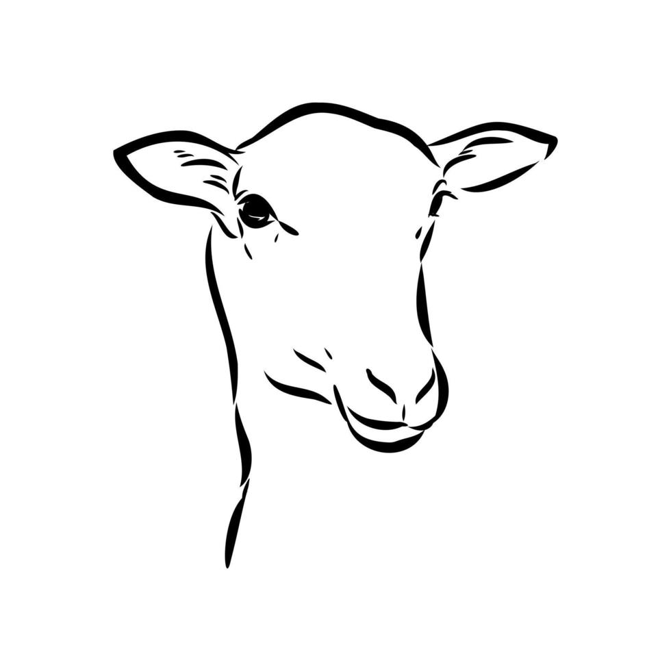 sheep vector sketch