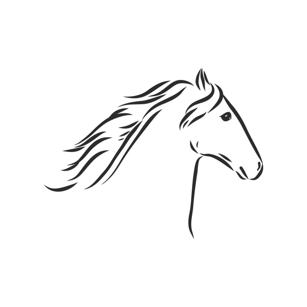 horse vector sketch