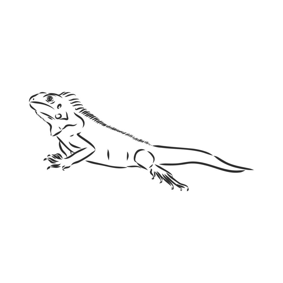 dibujo vectorial de iguana vector