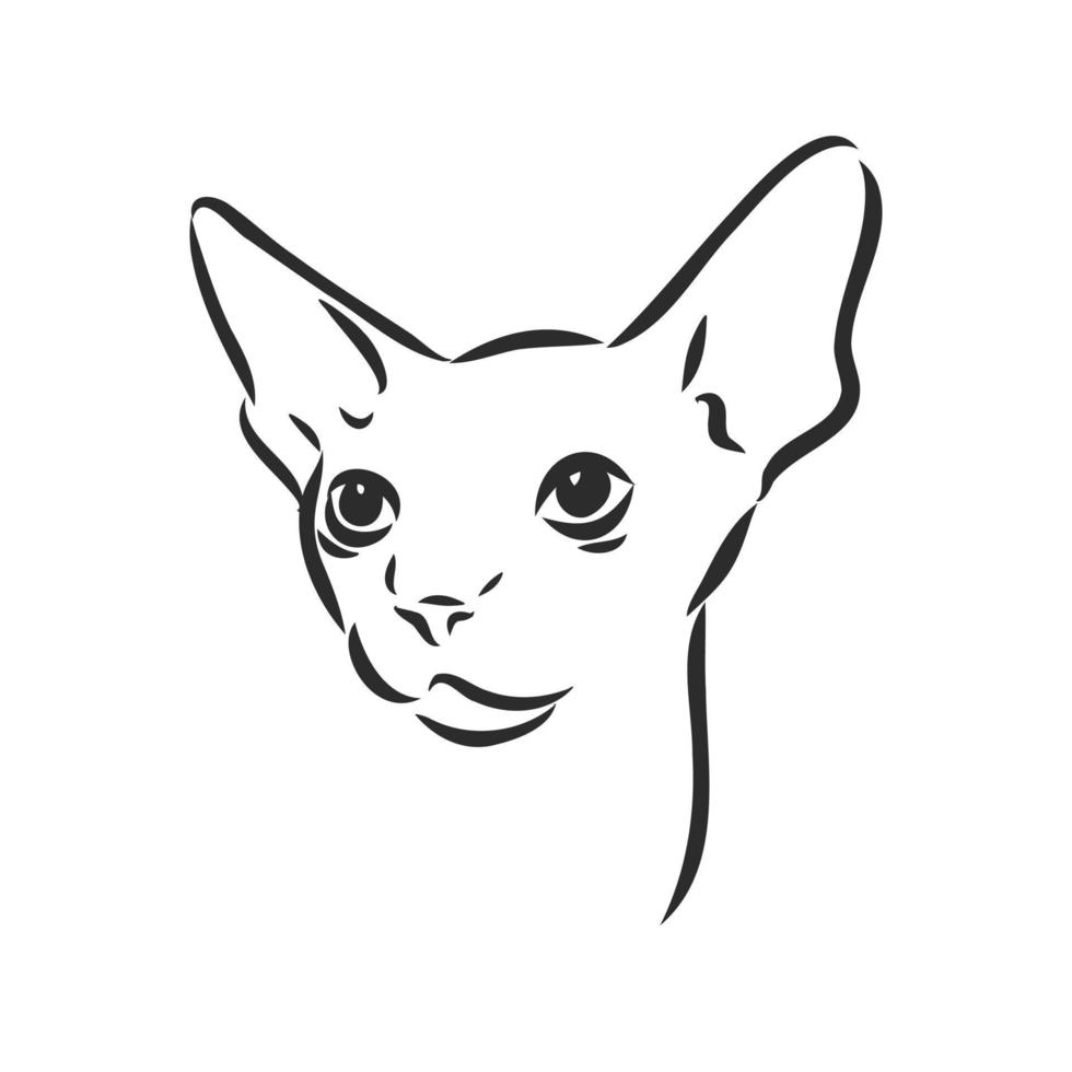 sphinx cat vector sketch