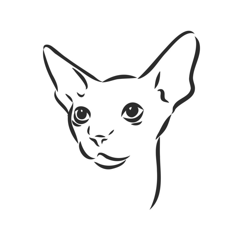 sphinx cat vector sketch