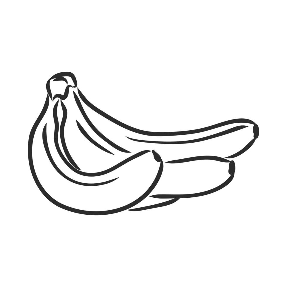 banana vector sketch