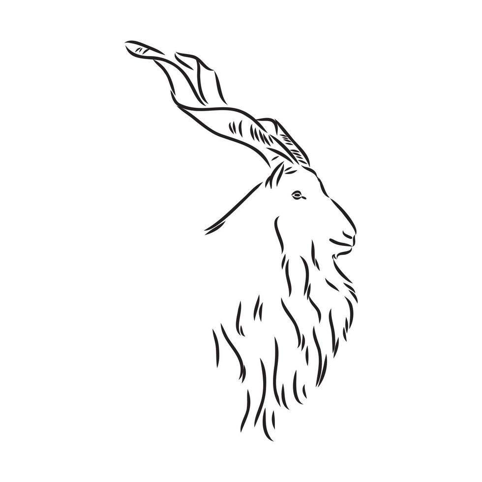 mountain goat vector sketch