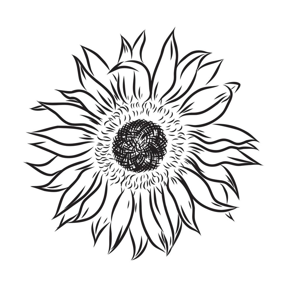 sunflower seeds vector sketch