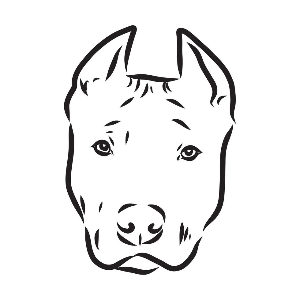 pit bull terrier vector sketch