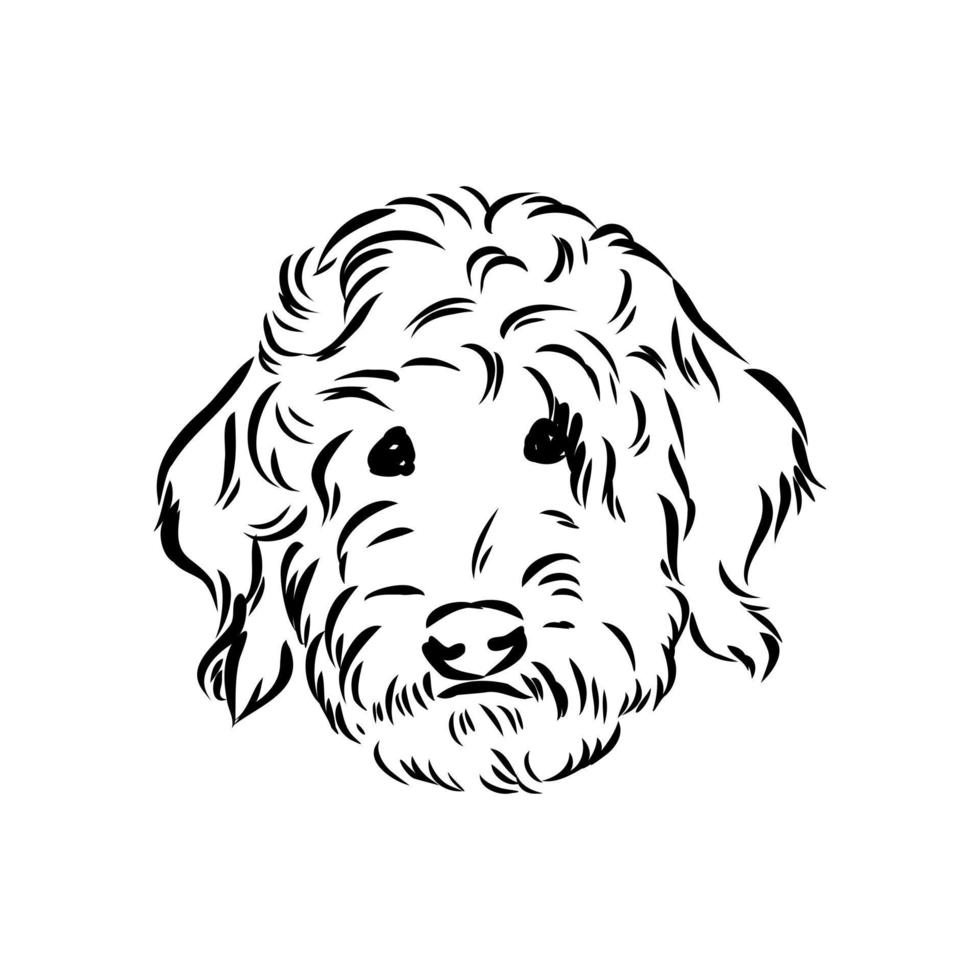 australian poodle vector sketch