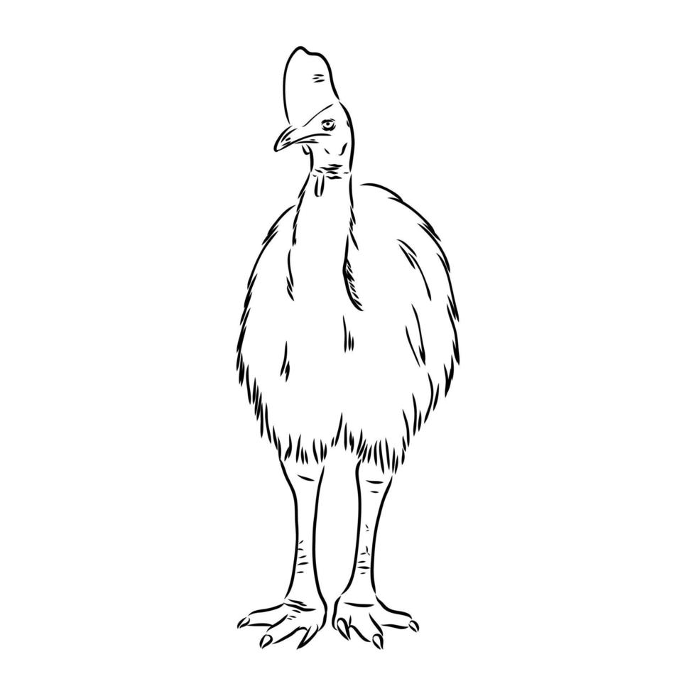 cassowary vector sketch
