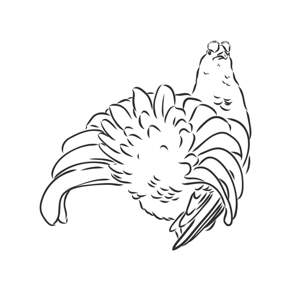 capercaillie bird vector sketch