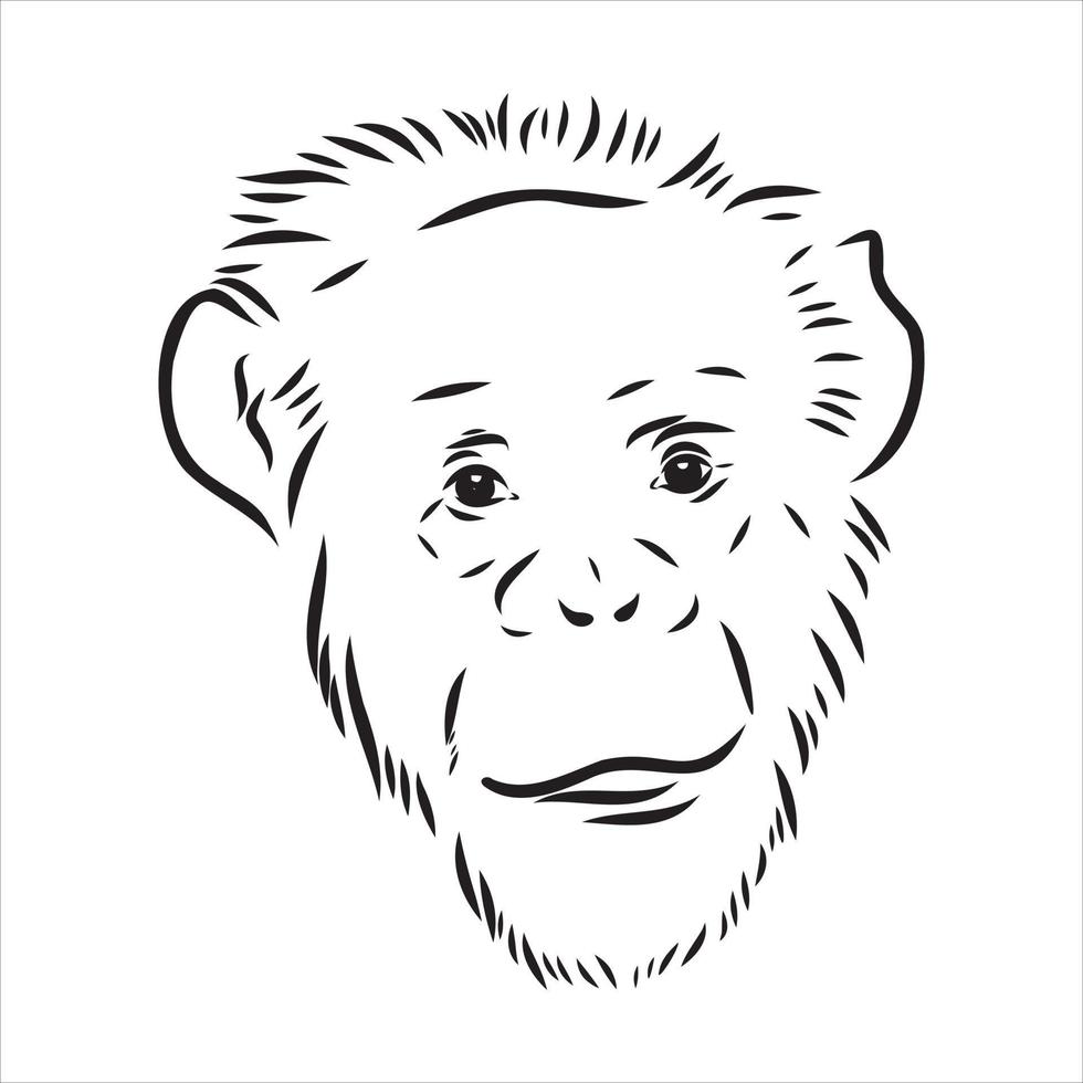 chimpanzee vector sketch