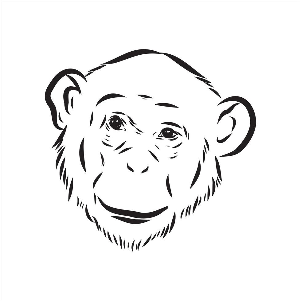 dibujo vectorial de chimpancé vector