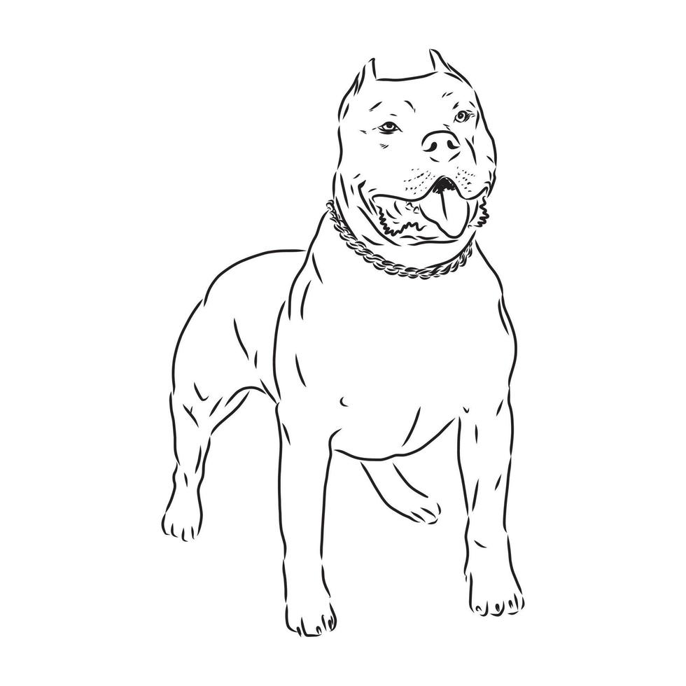 pit bull terrier vector sketch