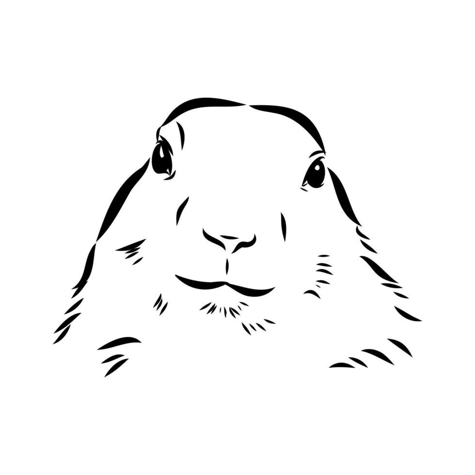 groundhog vector sketch