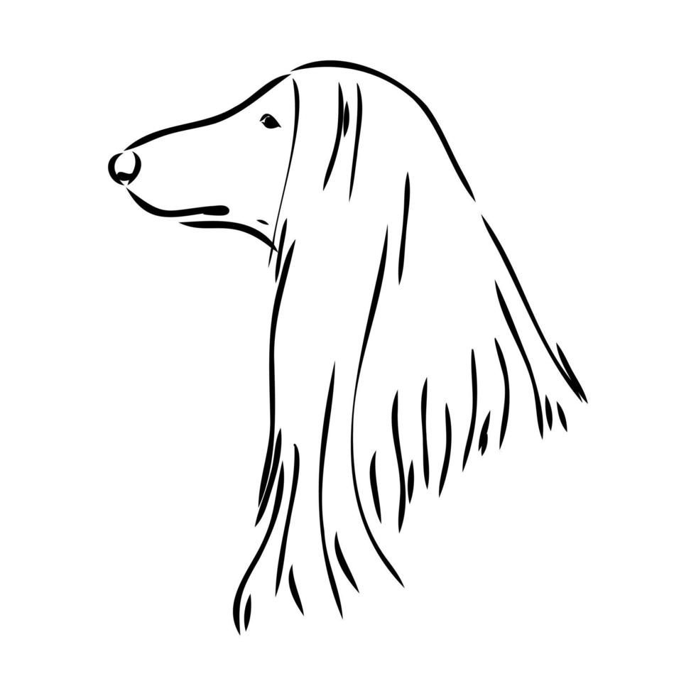 afghan hound vector sketch