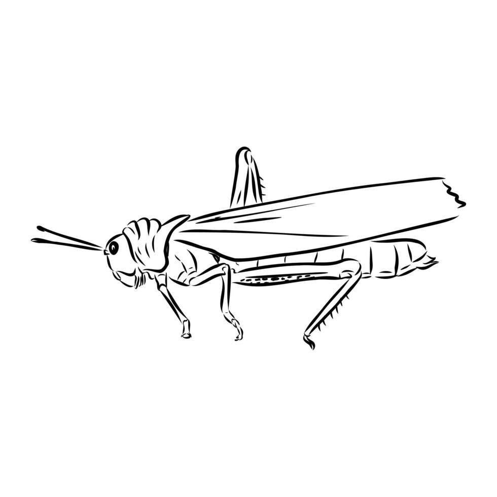 locust vector sketch