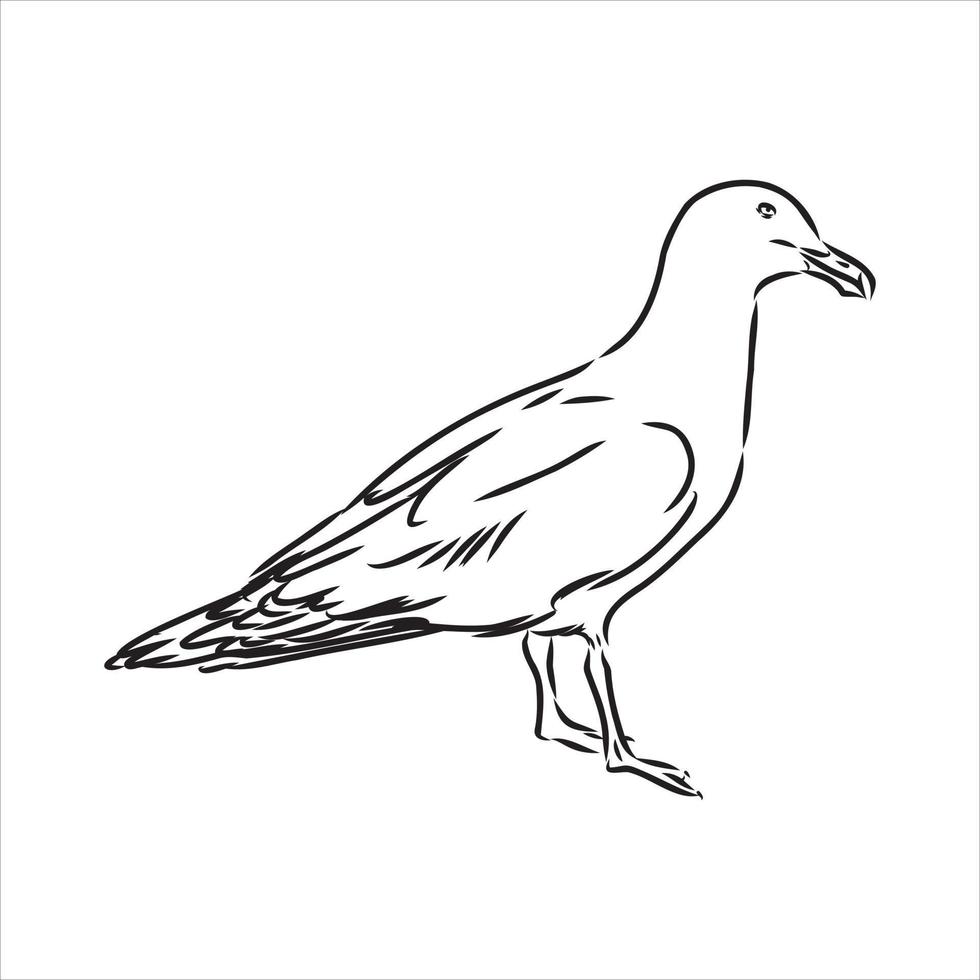 dibujo vectorial de albatros vector