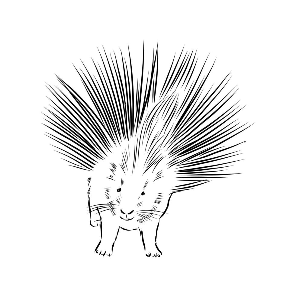 porcupine vector sketch