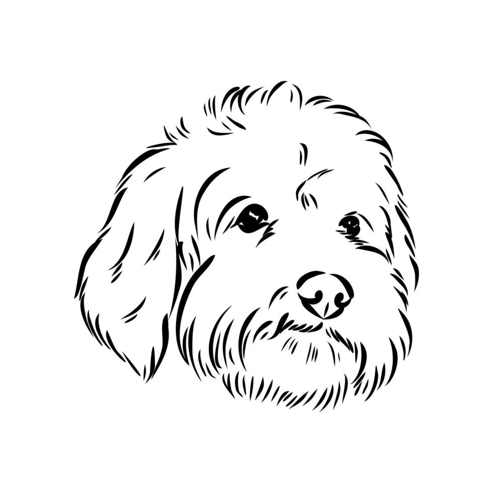 australian poodle vector sketch