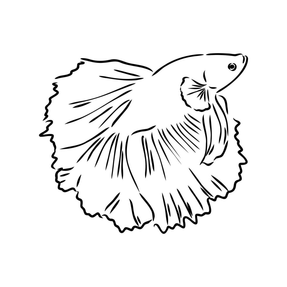 aquarium fish vector sketch