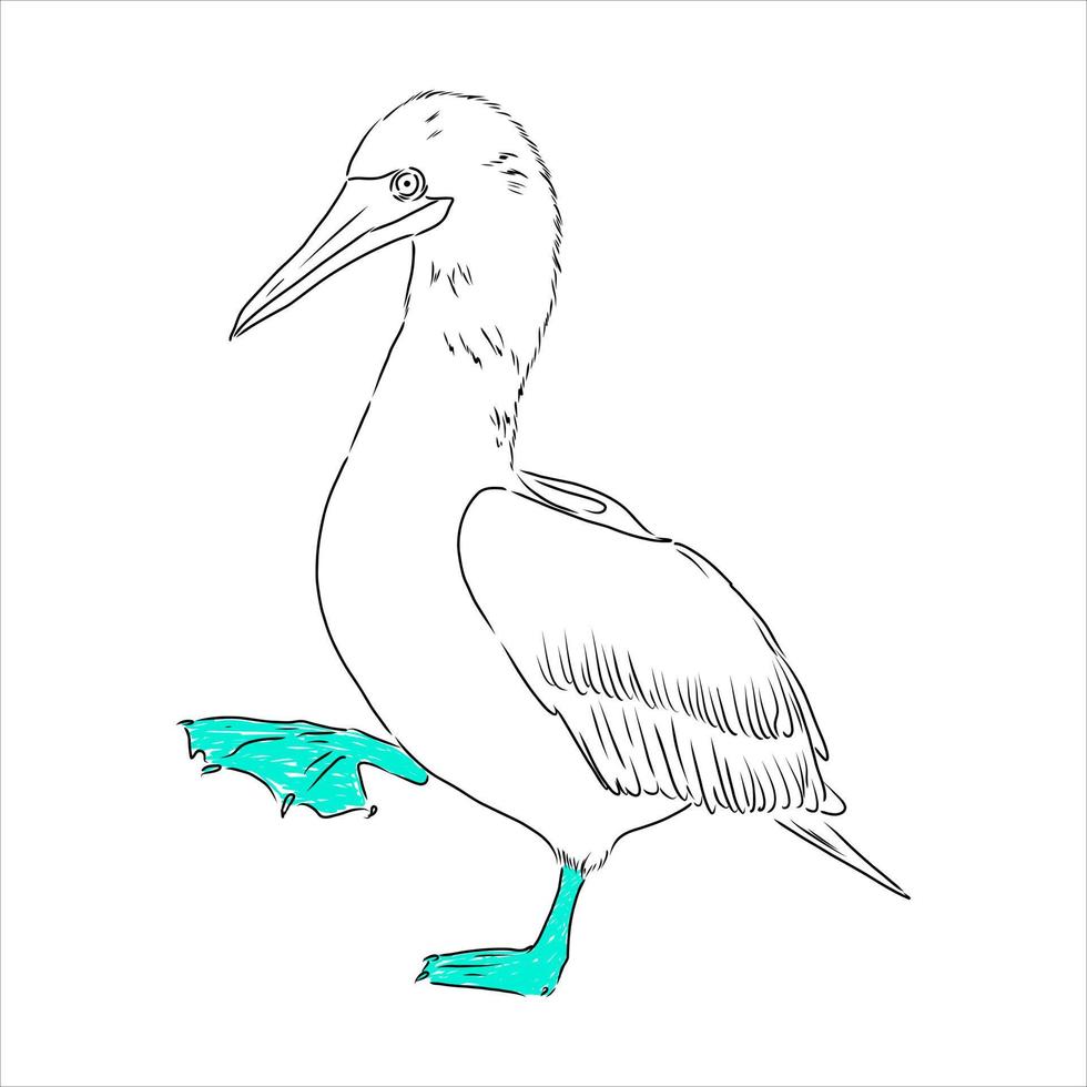 bosquejo del vector del piquero de patas azules