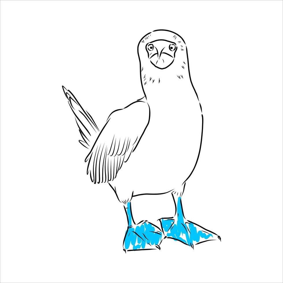 blue-legged booby vector sketch