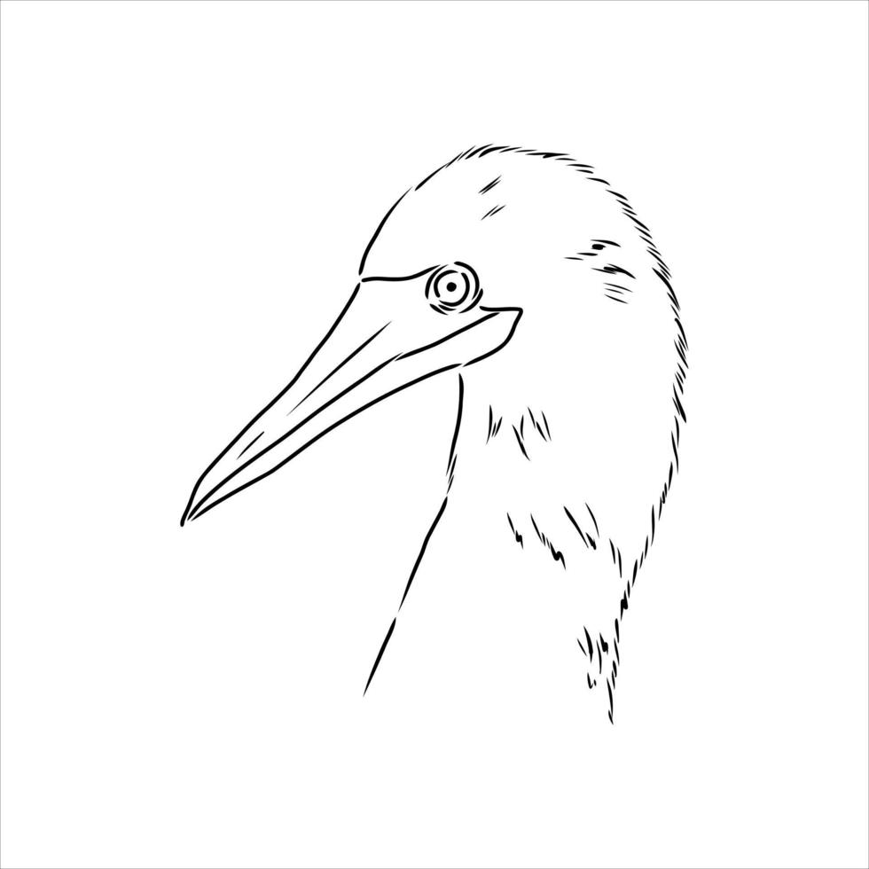 blue-legged booby vector sketch