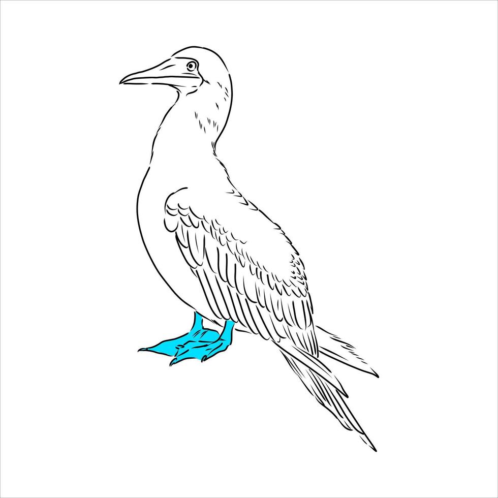 blue-legged booby vector sketch