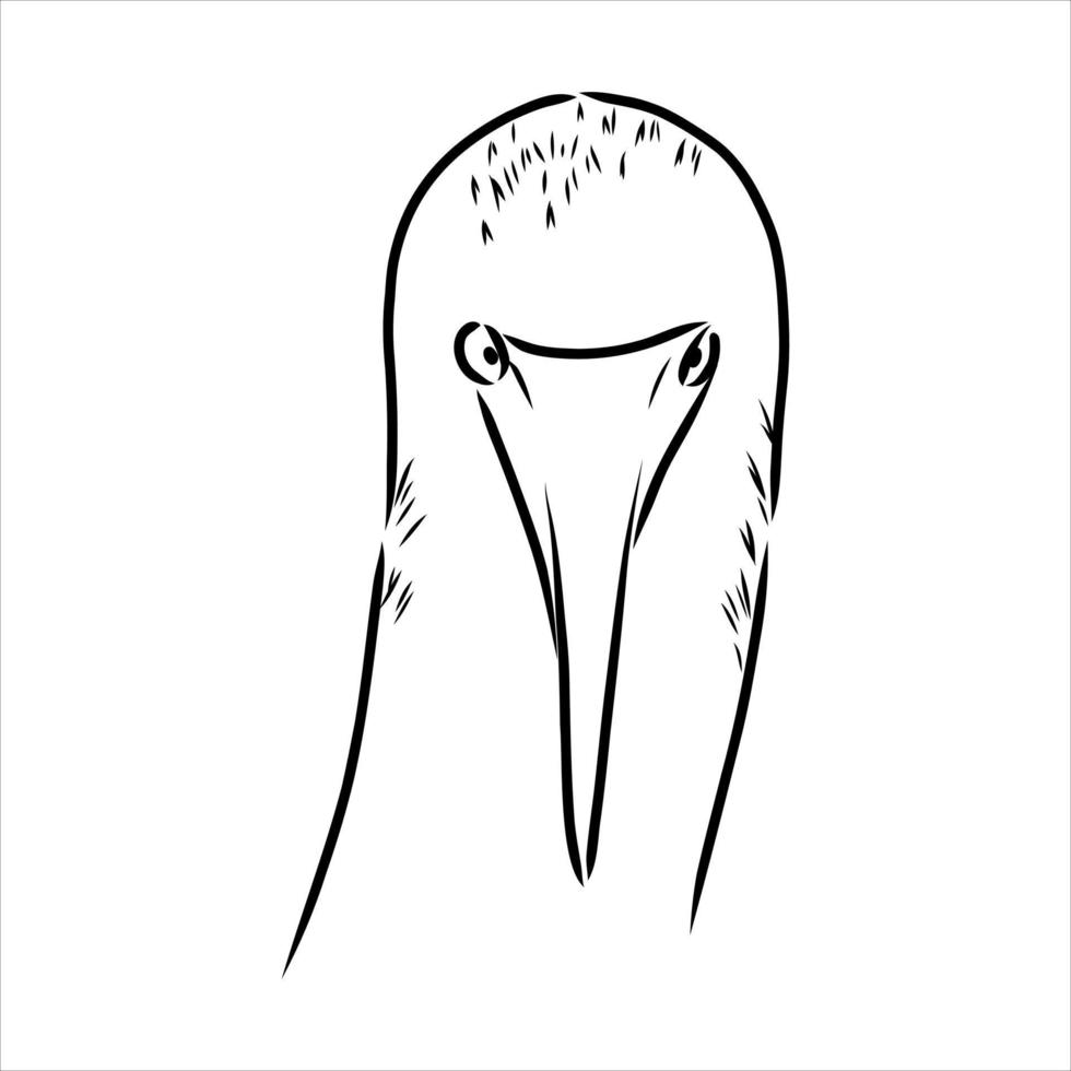 blue-legged booby vector sketch