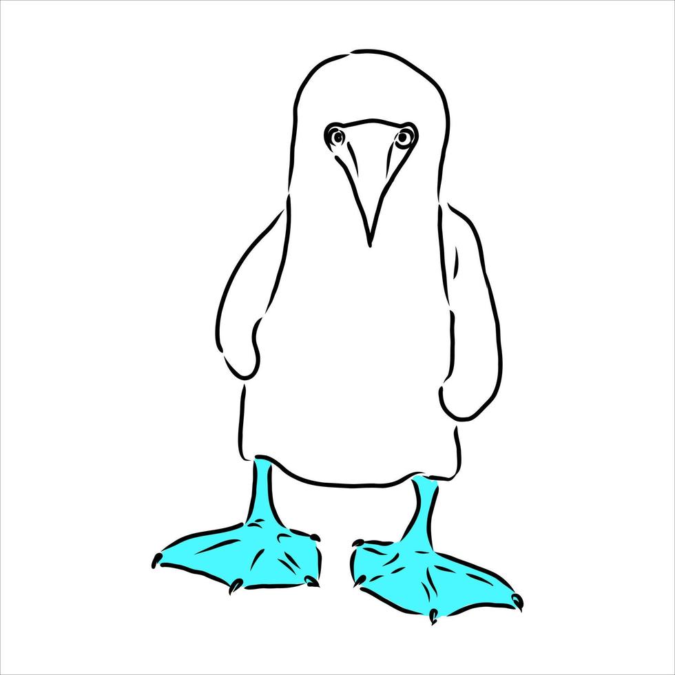 blue-legged booby vector sketch