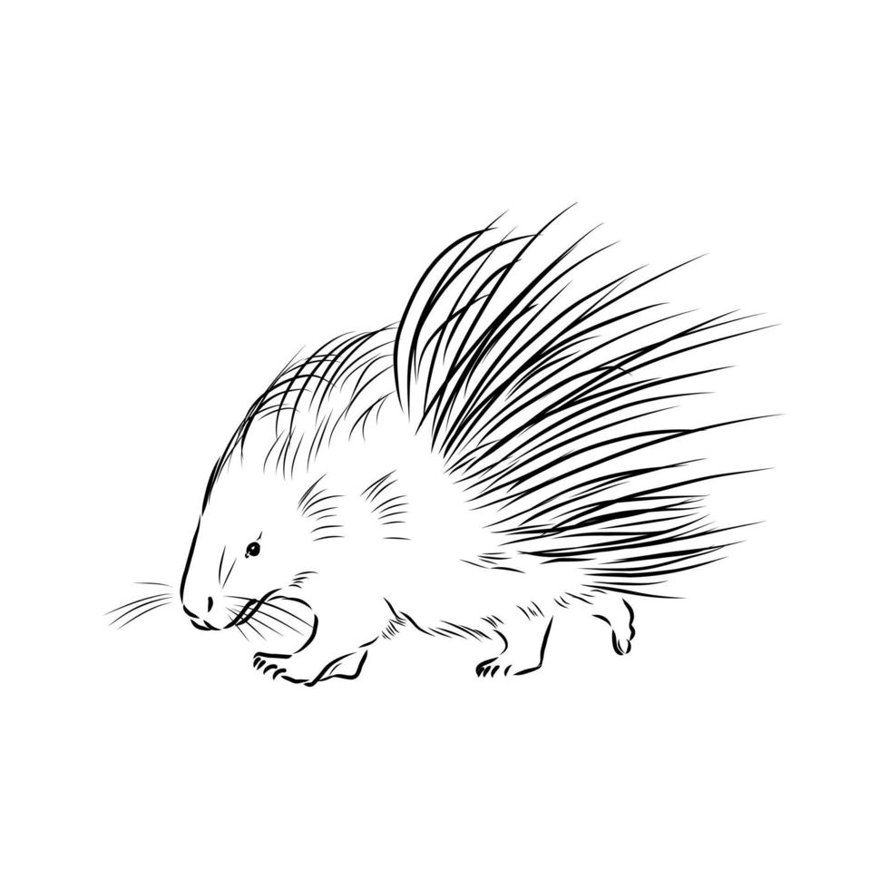 porcupine vector sketch