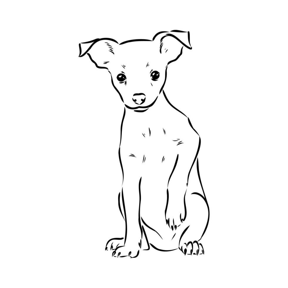 bosquejo del vector del terrier de juguete