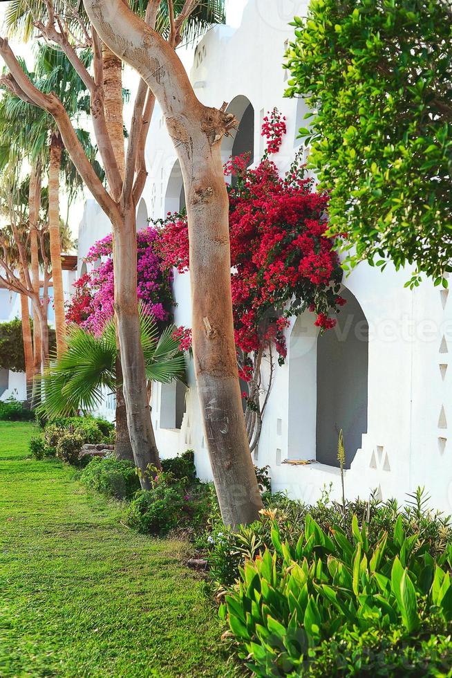 Bougainvillea bush and trees in arabic garden in Egypt photo