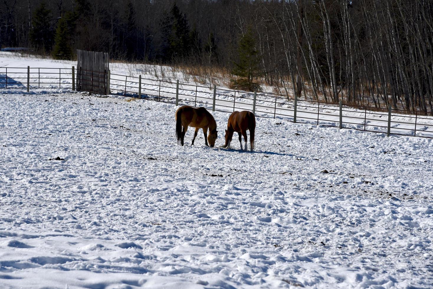 los caballos buscan comida en la nieve foto